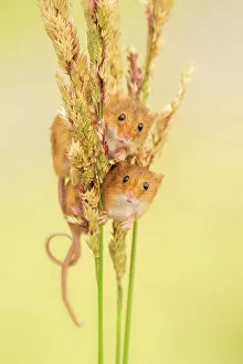 Love Gallery: Harvest mice (Micromys minutus) on grass stems, Devon, UK. July Captive