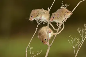 Muridae Prints: Three Harvest mice (Micromys minutus sorcinus) climbing on plant stem