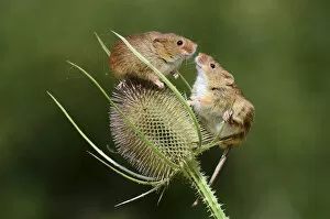 British Wildlife Collection: Harvest mice (Micromys minutus) on teasel seed head. Dorset, UK, August. Captive