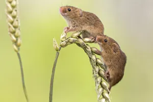 Harvest mice (Micromys minutus), UK, June, captive