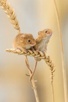 Seeds Gallery: Harvest mice (Micromys minutus) on wheat stems, Devon, UK, July