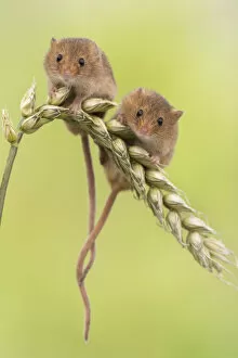 British Wildlife Collection: Harvest mice (Micromys minutus) two on wheat, UK, June, captive