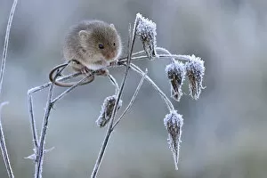 Images Dated 25th May 2016: Harvest mouse (Micromys minutus) climbing on frosty seedhead, Hertfordshire, England