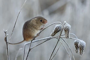 Harvest mouse (Micromys minutus) climbing on frosty seedhead, Hertfordshire, England