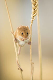 Animal Feet Gallery: Harvest mouse (Micromys minutus) on wheat stem feeding, Devon, UK, July. Captive