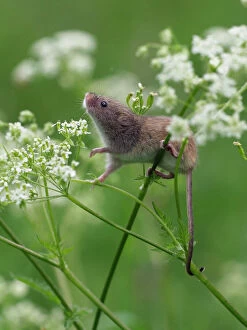 Images Dated 20th November 2018: Harvest mouse (Micromys minutus) climbing among Cow Parsley, Hertfordshire, England
