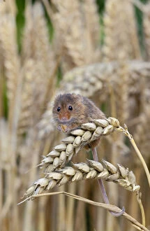 Harvest Mouse ( Micromys minutus) feeding on ear of wheat, Captive, UK, August