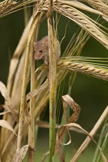 Harvest mouse (Micromys minutus) on barley cereal, Yorkshire, UK Captive
