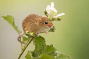 Devon Gallery: Harvest mouse (Micromys minutus) on Bramble (Rubus) plant, Devon, England, UK, May