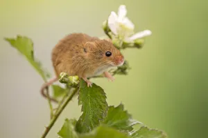 Harvest mouse (Micromys minutus) on Bramble (Rubus) plant, Devon, England, UK, May
