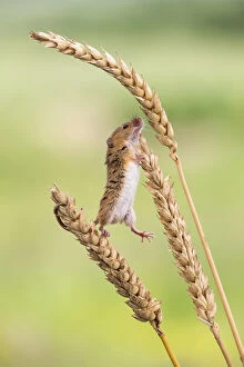 Harvest mouse (Micromys minutus), captive, UK, June. *Not available for greetings cards