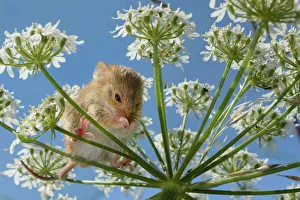 Harvest mouse (Micromys minutus) cleaning its nose on Common hogweed (Heracleum sphondylium)