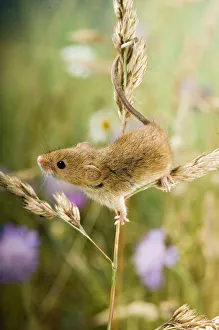 Harvest mouse {Micromys minutus} climbing on Cocksfoot grass with wildflower meadow behind