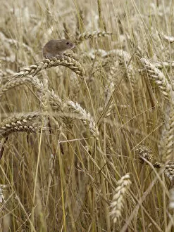 Harvest mouse (Micromys minutus) climbing among wheat, Hertfordshire, England, UK