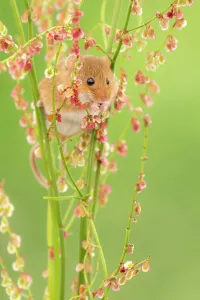 Harvest mouse (Micromys minutus) feeding on Sorrel (Rumex acetosa), Devon, England, UK. May. Captive