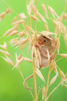 Rodentia Prints: Harvest mouse (Micromys minutus) among oats, Lifton, Devon, England, UK. July. Captive