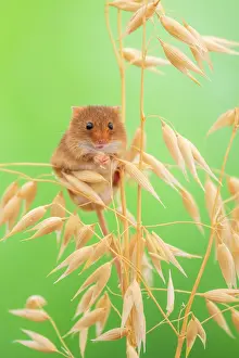 Rodentia Prints: Harvest mouse (Micromys minutus) among oats, Lifton, Devon, England, UK. July. Captive