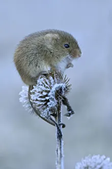 Harvest mouse (Micromys minutus) Sitting on frosty seedhead, Hertfordshire, England