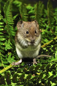 Blackberry Prints: Harvest mouse (Micromys minutus soricinus) feeding on blackberry, captive, Dorset
