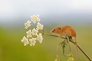 Images Dated 2nd June 2013: Harvest mouse (Micromys minutus) on stalk, West Country Wildlife Photography Centre