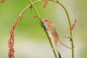 Images Dated 2nd June 2013: Harvest mouse (Micromys minutus) on stalk, West Country Wildlife Photography Centre