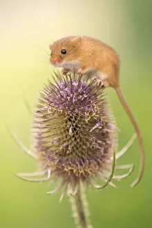 Harvest mouse (Micromys minutus) on teasel seed head, Devon, UK. Captive