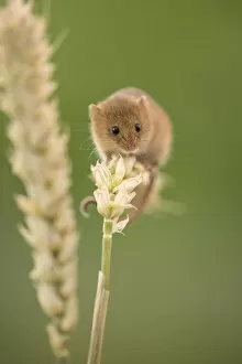 Harvest mouse (Micromys minutus) on wheat stem, Devon, UK (captive). May