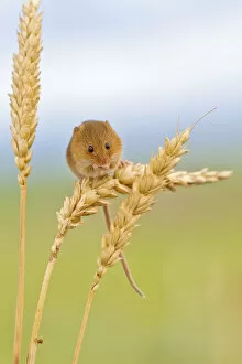True Grass Collection: Harvest mouse (Micromys minutus) on wheat stem, Devon, UK captive