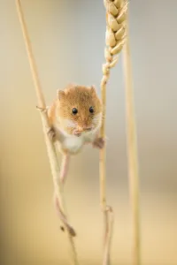 Harvest mouse (Micromys minutus) on wheat stem feeding, Devon, UK, July. Captive