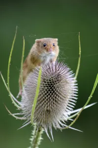 Mouse Prints: Harvest mouse (Microymys minutus) on teasel seed head. Dorset, UK August. Captive