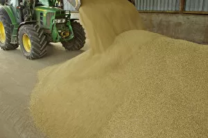 Harvested Barley (Hordeum vulgare) grain being unloaded into a storage barn, Scotland