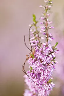 Arachnids Gallery: Harvestman (Opiliones) on flowering heather, Arne RSPB reserve, Dorset, England, UK, July