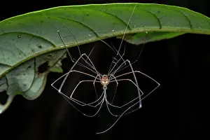 Life Cycles Prints: Harvestman (Opiliones) hanging from leaf, moulting, Tinamaste, Costa Rica