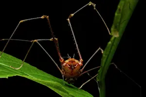 Daddy Longlegs Prints: Harvestman (Opiliones) resting on a leaf, Los Bancos, Pichincha, Ecuador