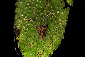 Mindo Prints: Harvestman (Opiliones) resting on a leaf guarding its eggs, Mindo, Pichincha, Ecuador