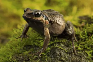 Images Dated 16th December 2019: Haswells frog (Paracrinia haswelli) male, Pambula Beach, New South Wales, Australia