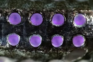 Hatchetfish (Maurolicus walvisensis) close up of photophores beneath its body, emitting bioluminescent light