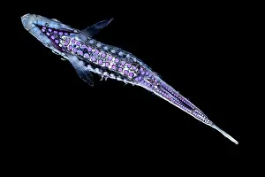 Stomiiformes Prints: Hatchetfish (Maurolicus walvisensis) ventral view portrait
