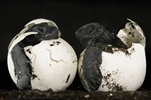 New Life Prints: These hatchlings of an Olive ridley sea turtle (Lepidochelys olivacea) should be buried