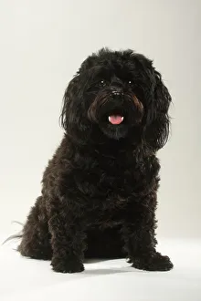 Full Grown Havanese Poodle Black Black Havanese Dog Sitting