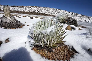 Hawai i silversword (Argyroxiphium sandwicense macrocephalum) covered by an unusual