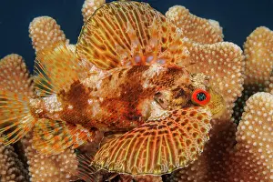 Scorpionfish Prints: Hawaiian lionfish (Dendrochirus barberi) resting in Antler coral (Pocillopora eydouxi)