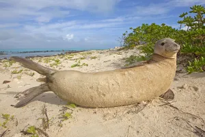 Hauled Out Prints: Hawaiian monk seal (Monachus schauinslandi) hauled out, Sand Island, Midway, Hawaii