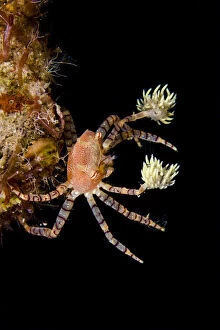 Hawaiian pom-pom / boxer crab (Lybia edmondsoni)with anemones (Triactis sp) that