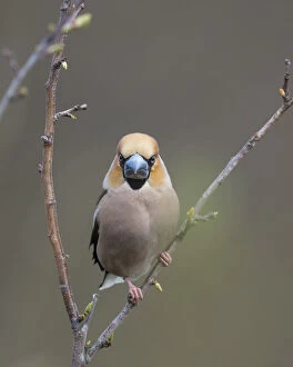 Hawfinch (Coccothraustes coccothraustes), male perched on twig, Uto, Finland, May