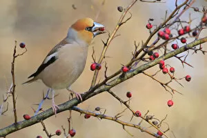 Images Dated 30th September 2019: Hawfinch (Coccothraustes coccothraustes) feeding on berries, Sierra de Grazalema NP