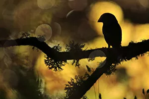 Hawfinch (Coccothraustes coccothraustes) silhouetted on a branch of Portuguese oak (Quercus faginea)