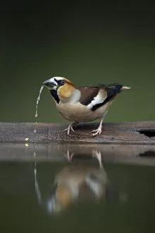 Images Dated 16th May 2008: Hawfinch (Coccothraustes coccothraustes) drinking, Pusztaszer, Hungary, May 2008
