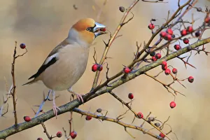 Hawfinch (Coccothraustes coccothraustes) feeding on berries, Sierra de Grazalema NP