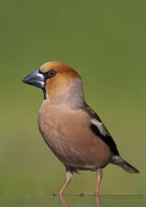 Hawfinch (Coccothraustes coccothraustes) male at water, Pusztaszer, Hungary, May 2008